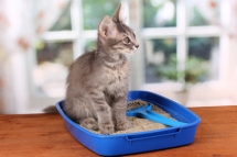L’hygiène de la litière du chat L’hygiène de la litière du chat